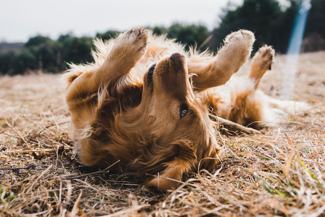 Unlock the Secret to Your Dog's Liver Health: How Supplements Can Transform Their Life