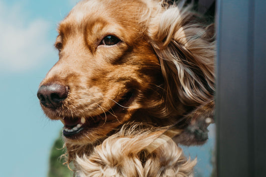 Dealing with Singapore’s Humidity for Dogs