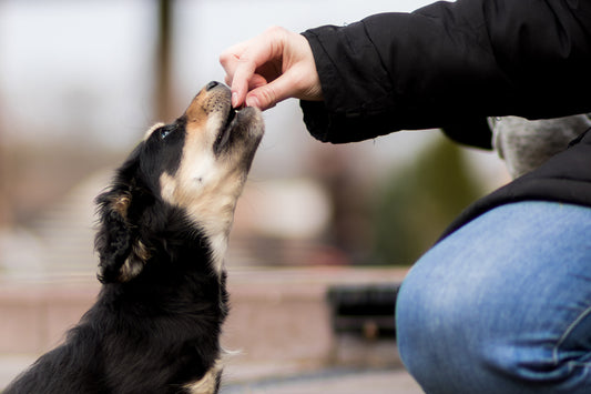 Find out the Top Dog Breeds in Singapore